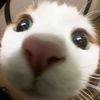 jj9038