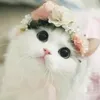 faizahfaez121