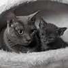 koratkatze