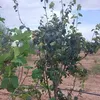 laalamyboulam1