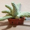 lilys_theme