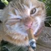 kats______________