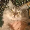 ruqaye_42
