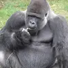 GorillaBoy