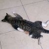 xryche