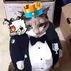 Gatoelegante