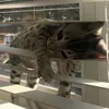 thuytrangcutii0