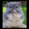 delfin_locochon