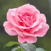 janaali482