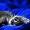 dreicats
