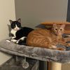 kansascatlady1