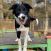 bonepetclub