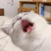 o_0_o._o
