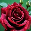 irinakazak00