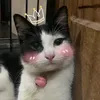 fentyutami_