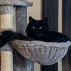floof__queen