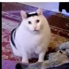 amogus0_04