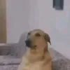 trkee_66