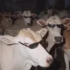 cowcave