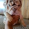 medinasbulldog