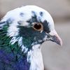 _...pigeon..._
