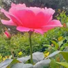 tiktok.comnina30