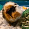 jellybeanpuipui