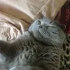 kittyzxcd