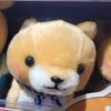 dogdogdogdogki