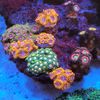 hydrorun