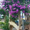 Nguyễn Tý Bonsai