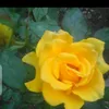 gul.badin357