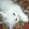 gulfamjee745