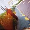 mdnazrul612