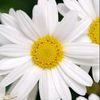 iamdaisylover