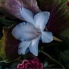 ro_tothe_meo