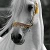 emanahmed0757