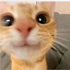 yasminahmed785