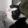 cat_mars.3