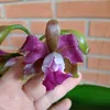 ericamenegildo