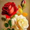 hazza_1232