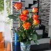 _honghanh8337_