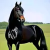 zanaali585