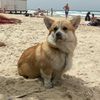 elvincorgi