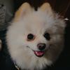 pomelucky