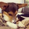 kevinthecorgi