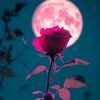 user7516617070212