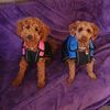 poodle_mum