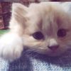nanaw4a