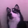 6eeeeels